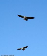 Rotrückenbussard (13 von 19).jpg